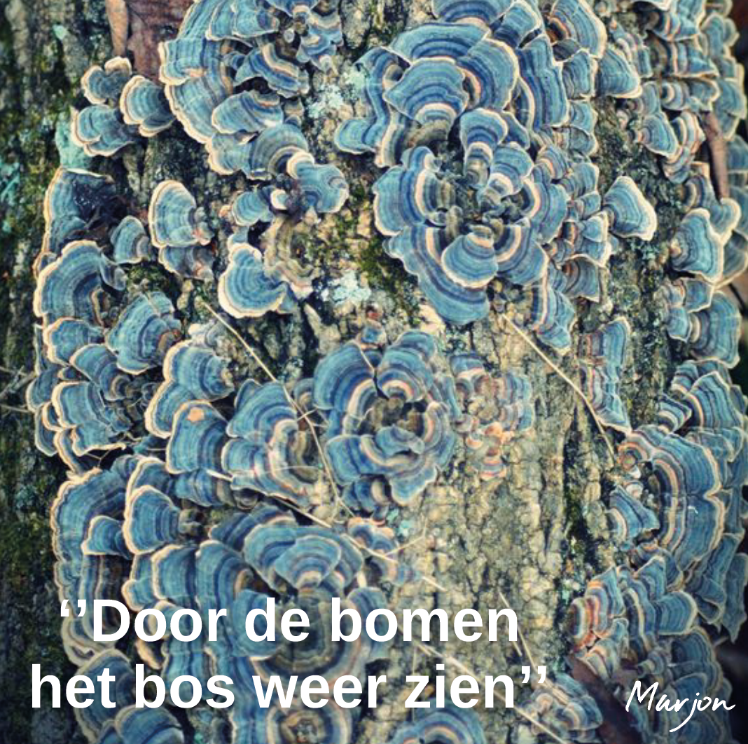 Door de bomen het bos weer zien Move2B Coaching Door de bomen het bos weer zien Move2B Coaching